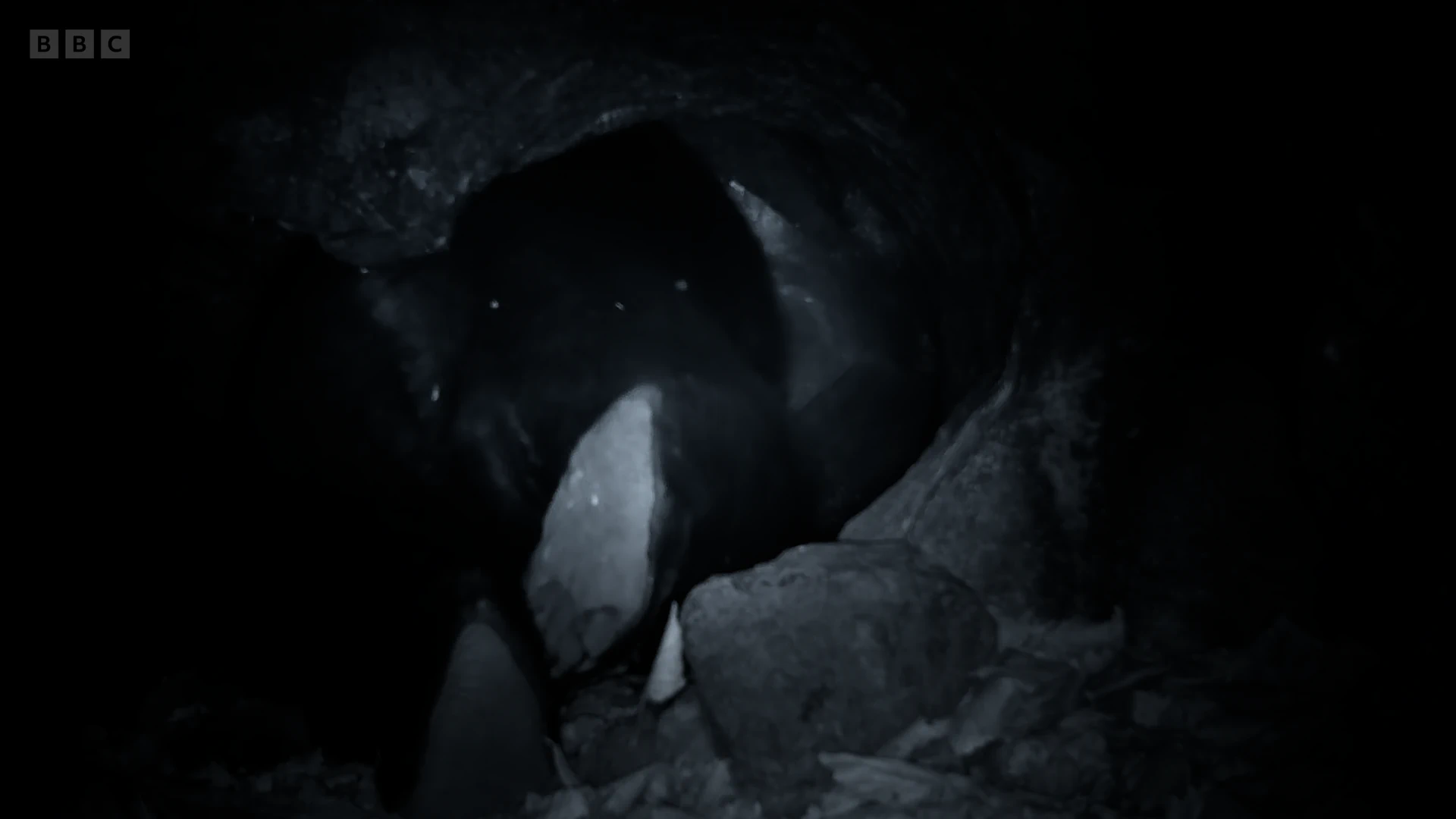 Ussuri black bear (Ursus thibetanus ussuricus) as shown in Frozen Planet II - Frozen Worlds